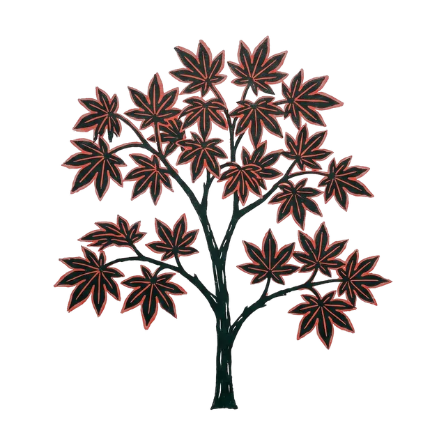 Japanese maple, drawn
