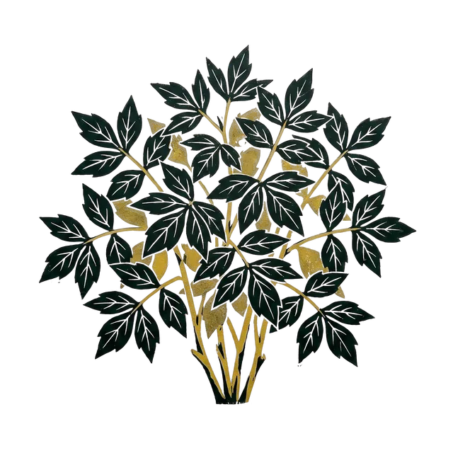 Box elder ‘Winter Lightning’, drawn