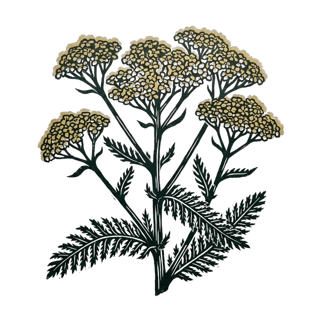Yarrow, drawn