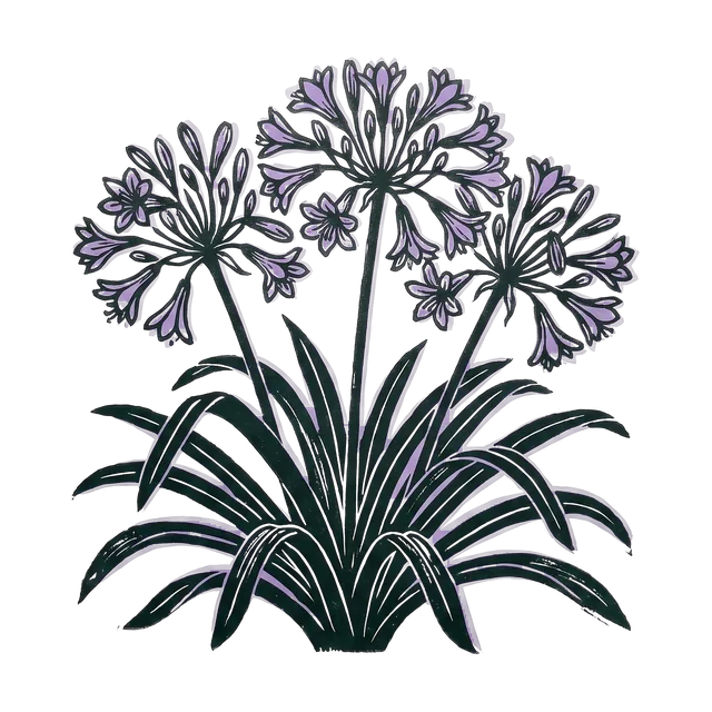 Agapanthus, drawn