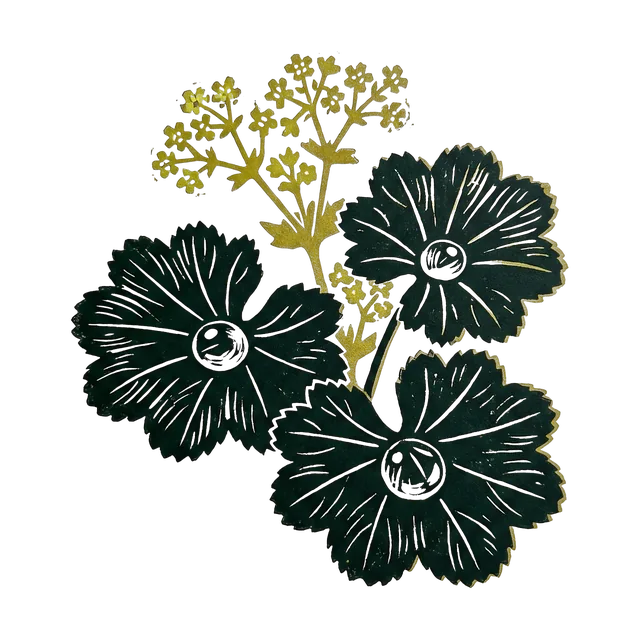 Lady’s mantle, drawn