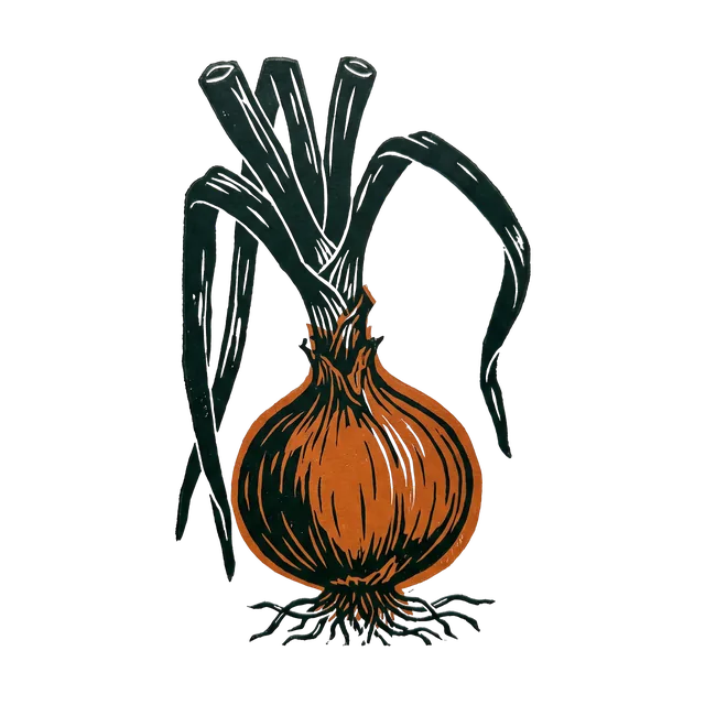 Onion, drawn