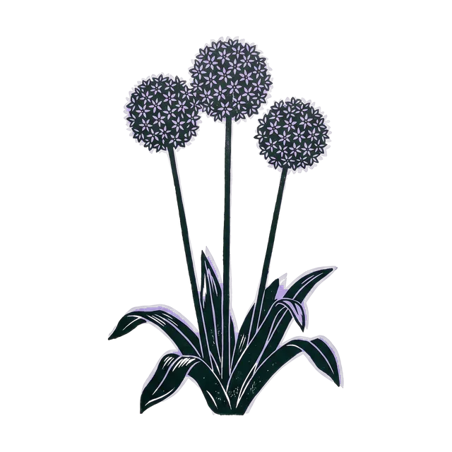Ornamental allium, drawn
