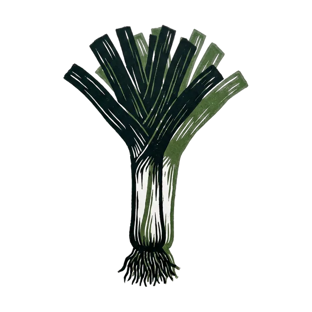 Leek, drawn