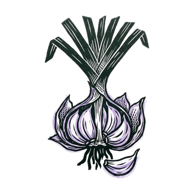 Garlic, drawn