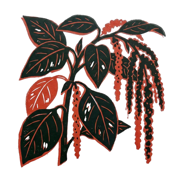 Amaranth, drawn