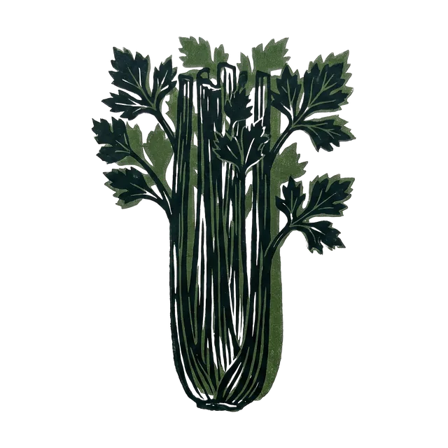 Celery, drawn