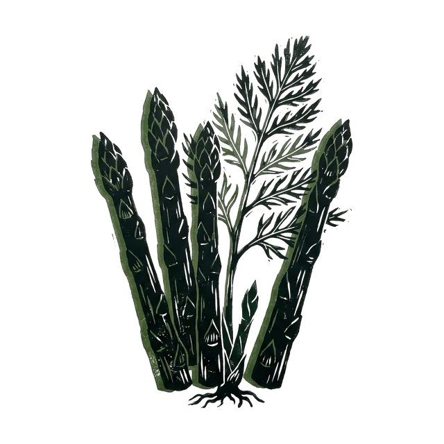 Asparagus, drawn