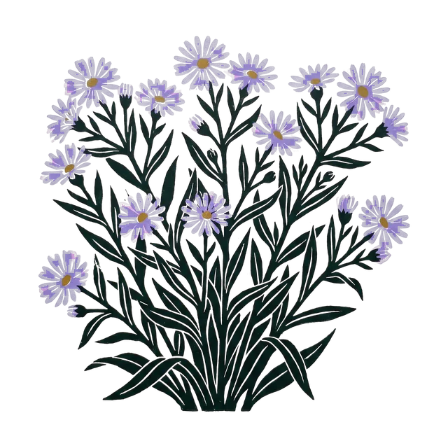 Michaelmas daisy, drawn