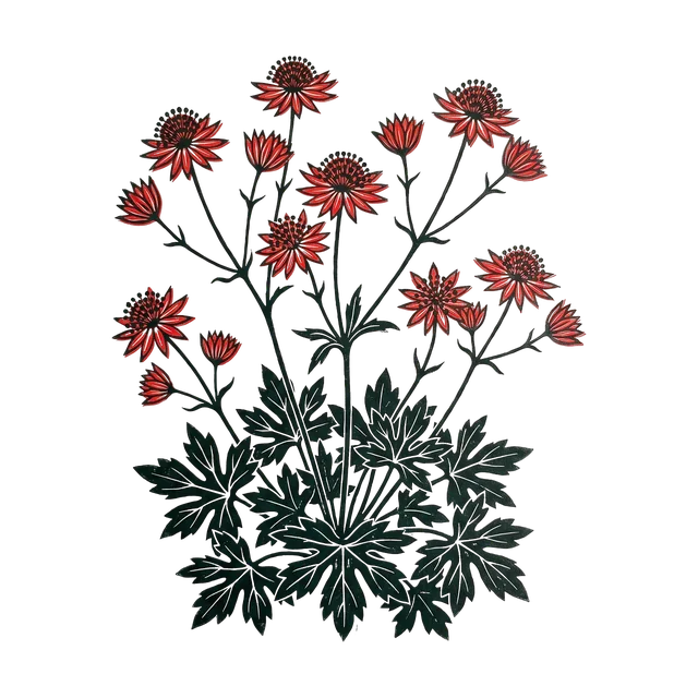 Masterwort, drawn