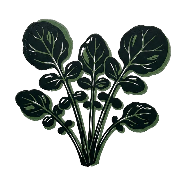 American cress, drawn