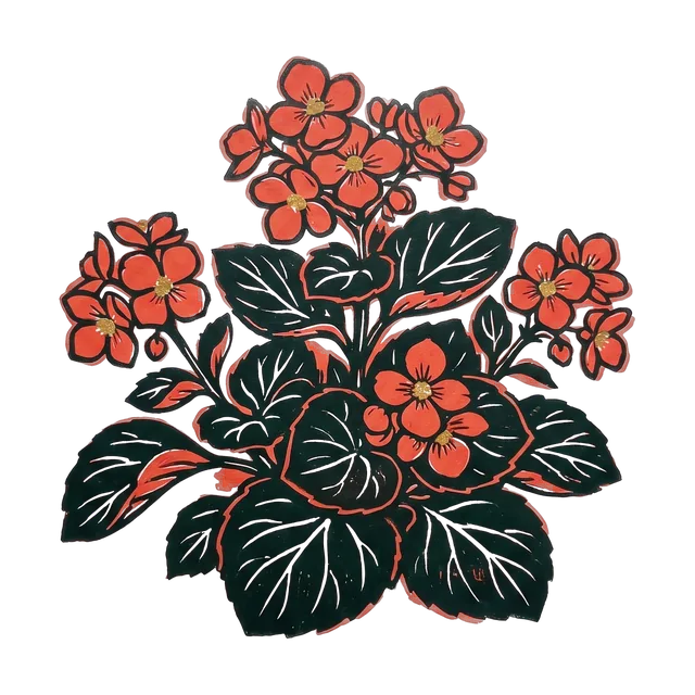 Bedding begonia, drawn