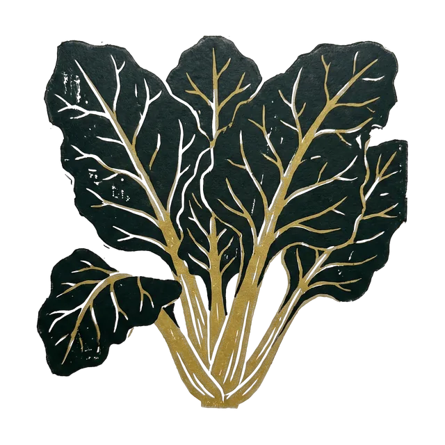 Swiss chard, drawn