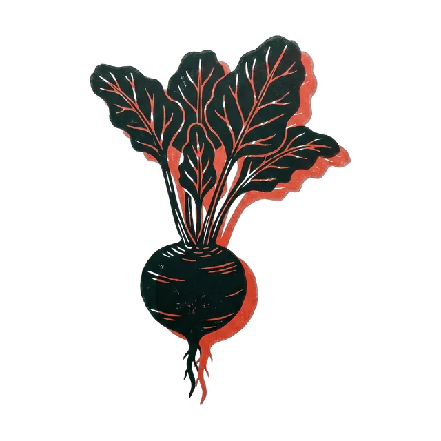 Beetroot, drawn