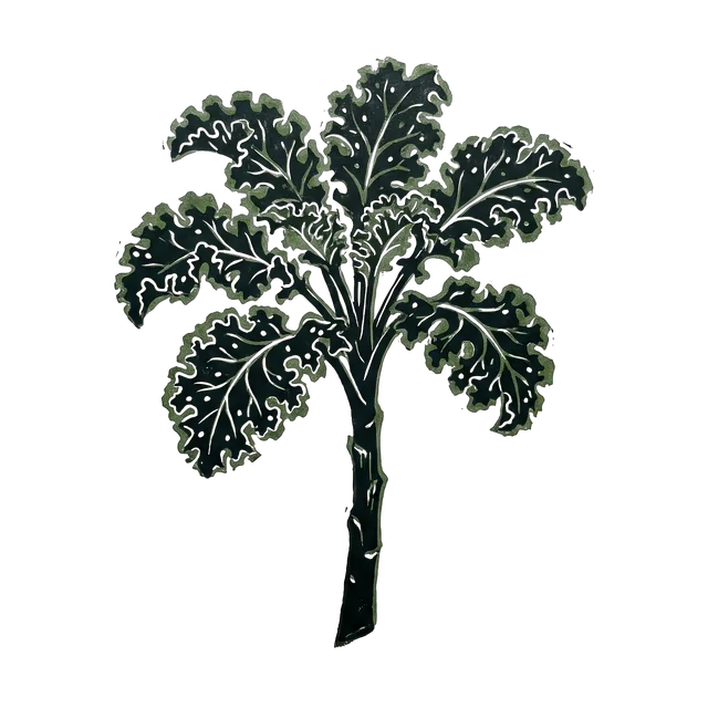Kale, drawn