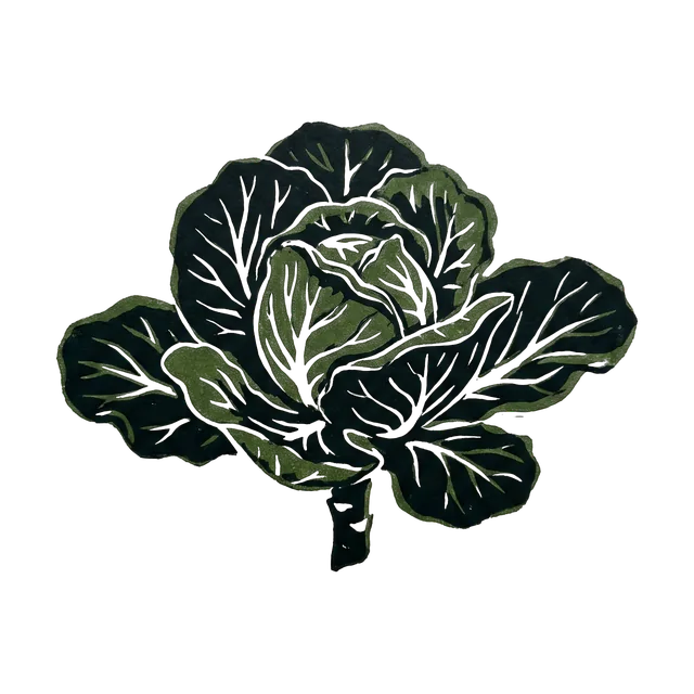 Cabbage, drawn