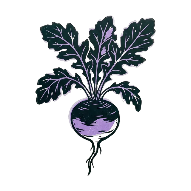 Turnip, drawn