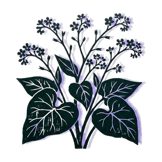 Siberian bugloss, drawn