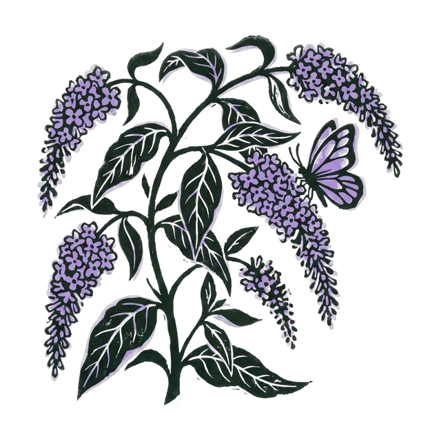 Butterfly bush, drawn
