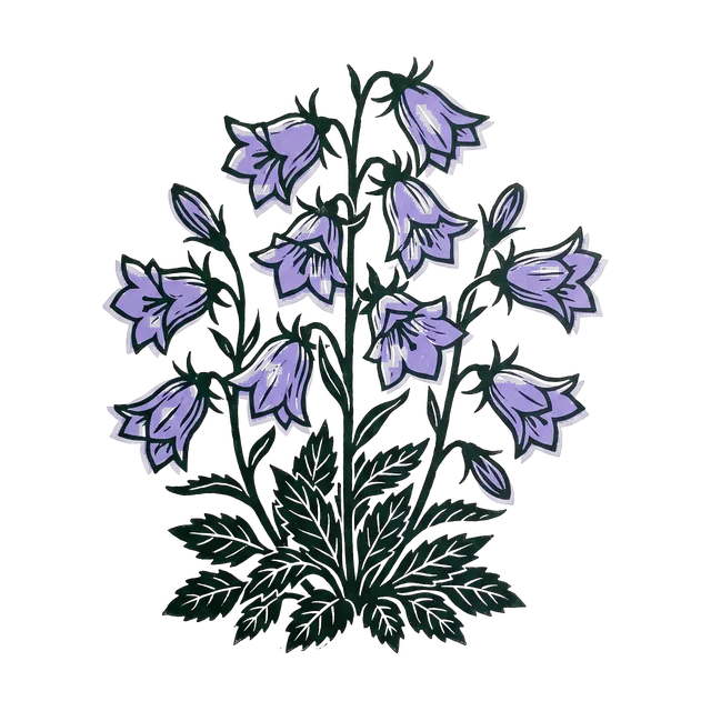 Bellflower, drawn
