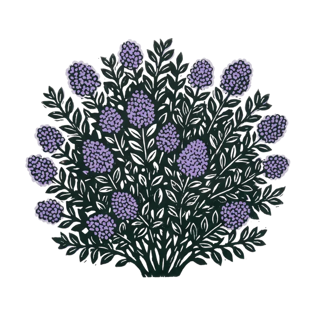California lilac, drawn