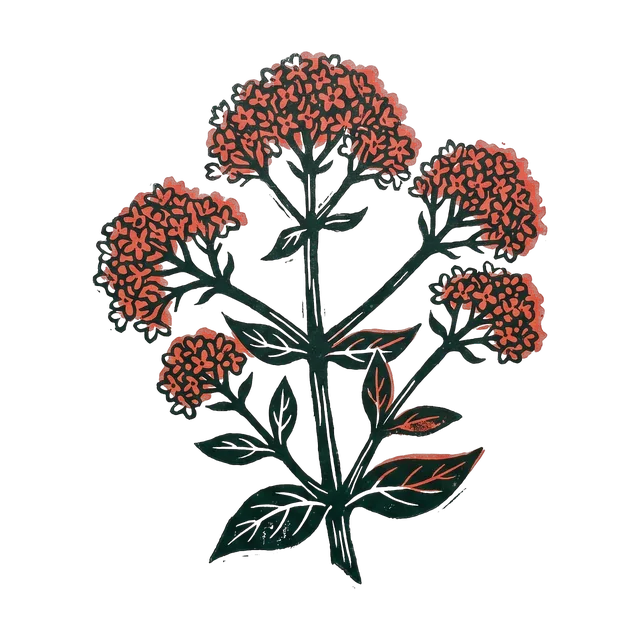 Red valerian, drawn