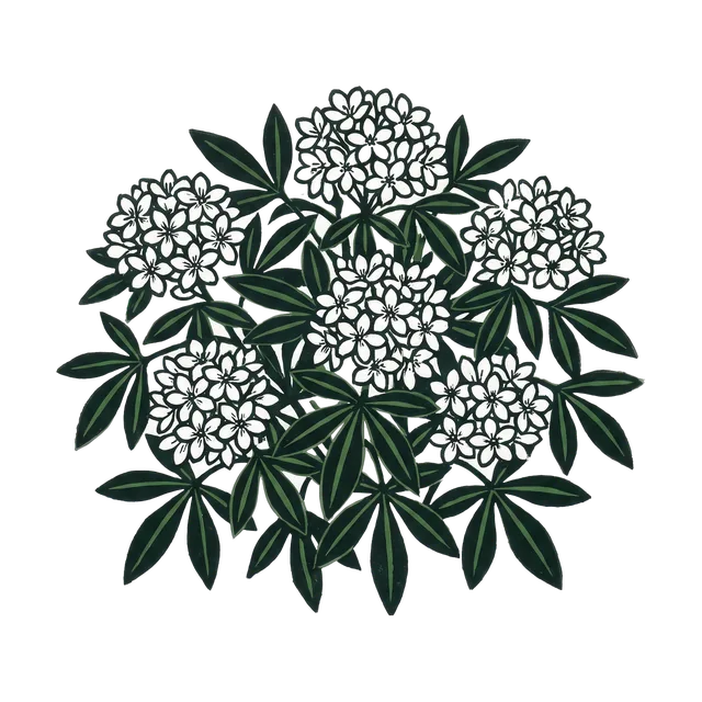 Mexican orange blossom, drawn