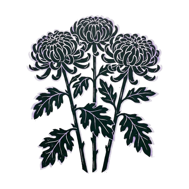 Chrysanthemum, drawn