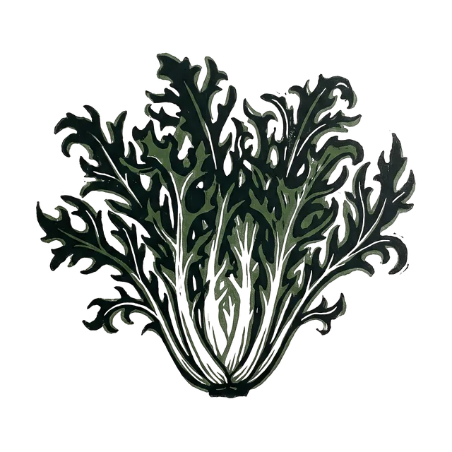 Endive, drawn