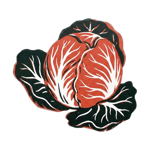Radicchio, drawn