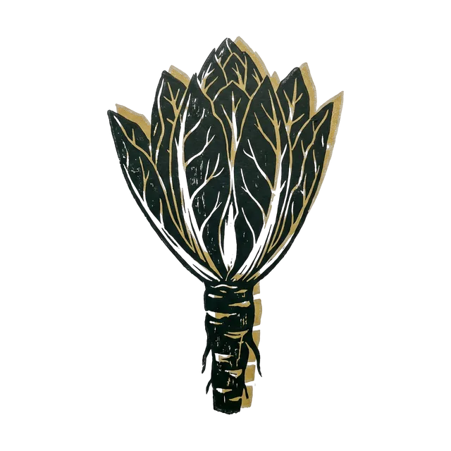 Belgian chicory, drawn