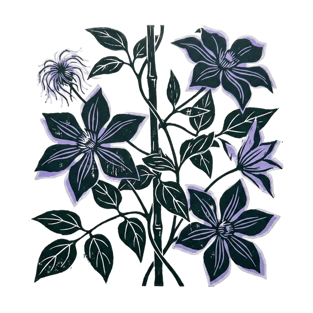 Clematis, drawn
