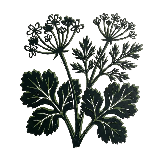 Coriander, drawn