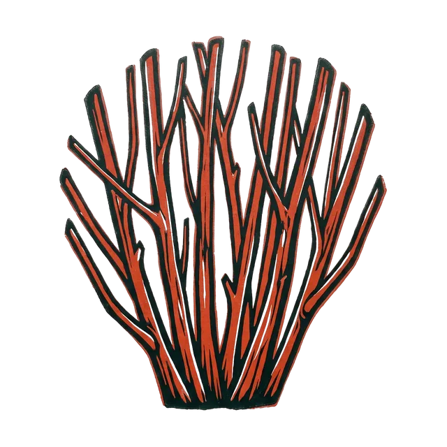 Red-barked dogwood, drawn