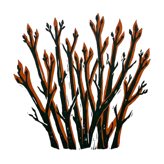 Dogwood ‘Midwinter Fire’, drawn