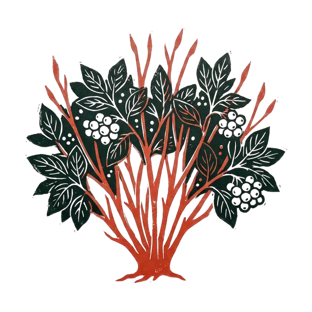Red osier dogwood, drawn