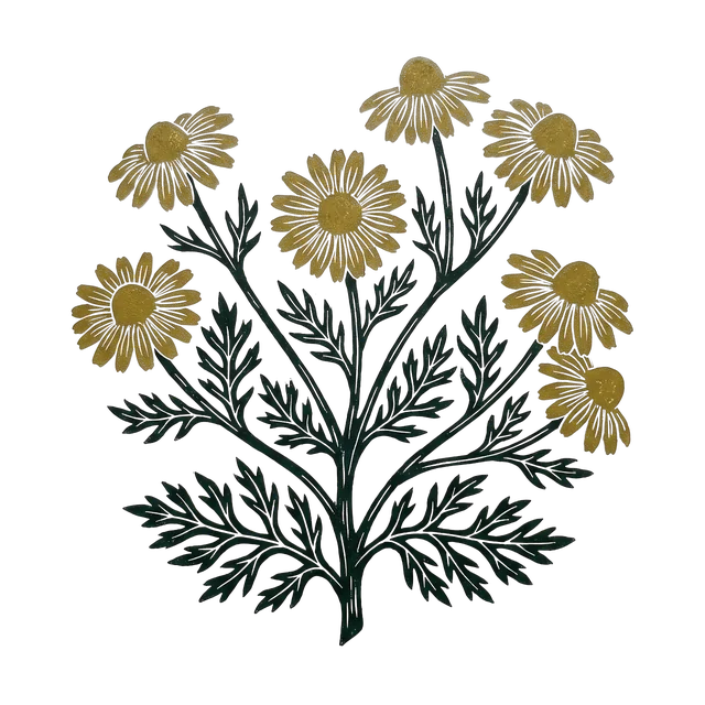 Dyer’s chamomile, drawn
