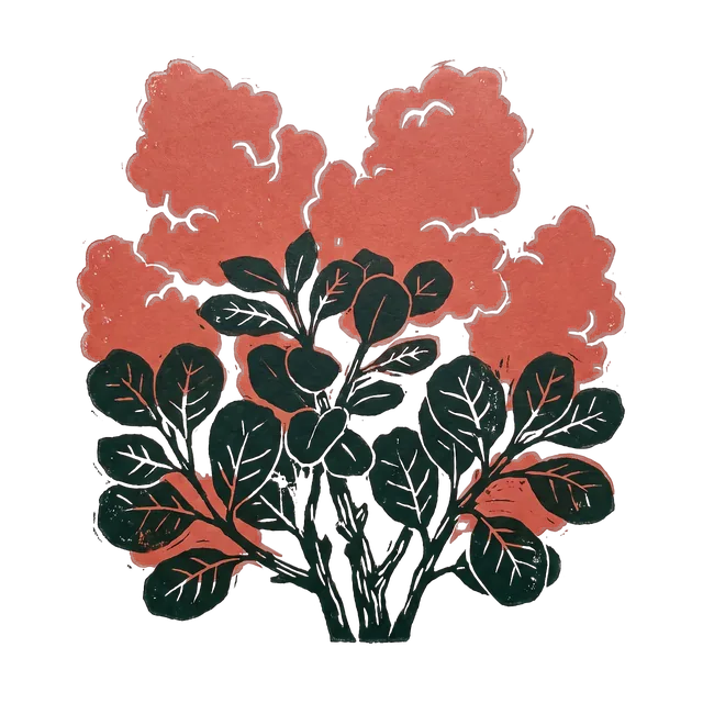 Smoke bush, drawn