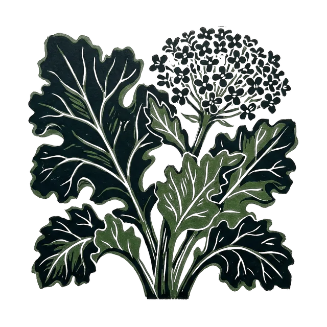 Sea kale, drawn