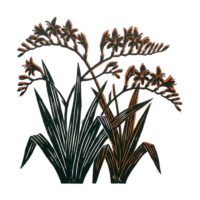 Crocosmia, drawn