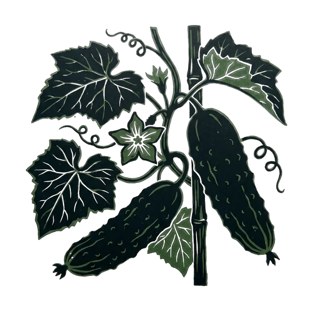 Cucumber, drawn