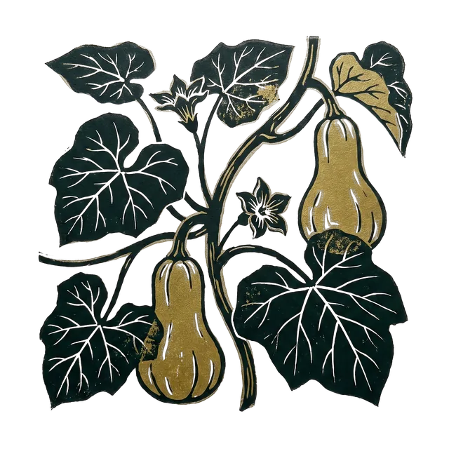 Squash, drawn