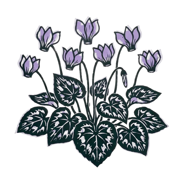 Hardy cyclamen, drawn