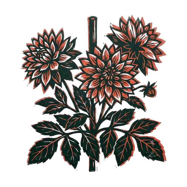 Dahlia, drawn