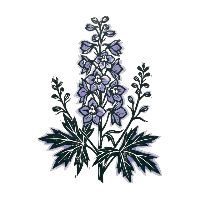 Delphinium, drawn