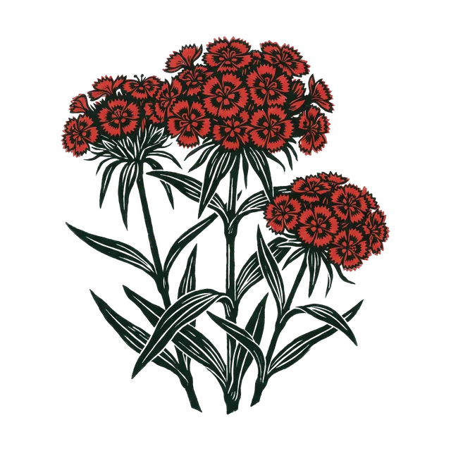 Sweet William, drawn