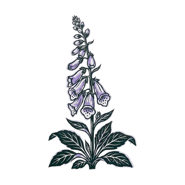 Foxglove, drawn