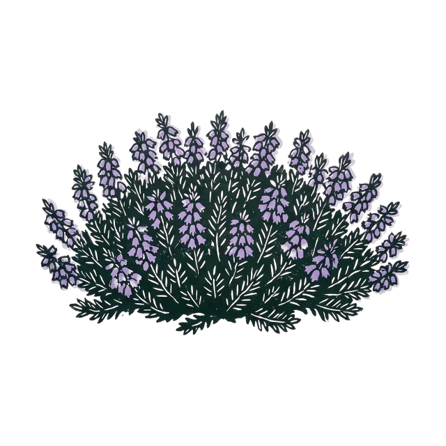 Winter heath, drawn