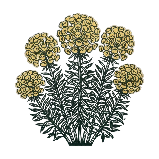 Euphorbia, drawn