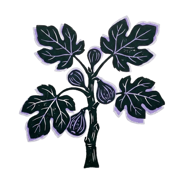 Fig, drawn